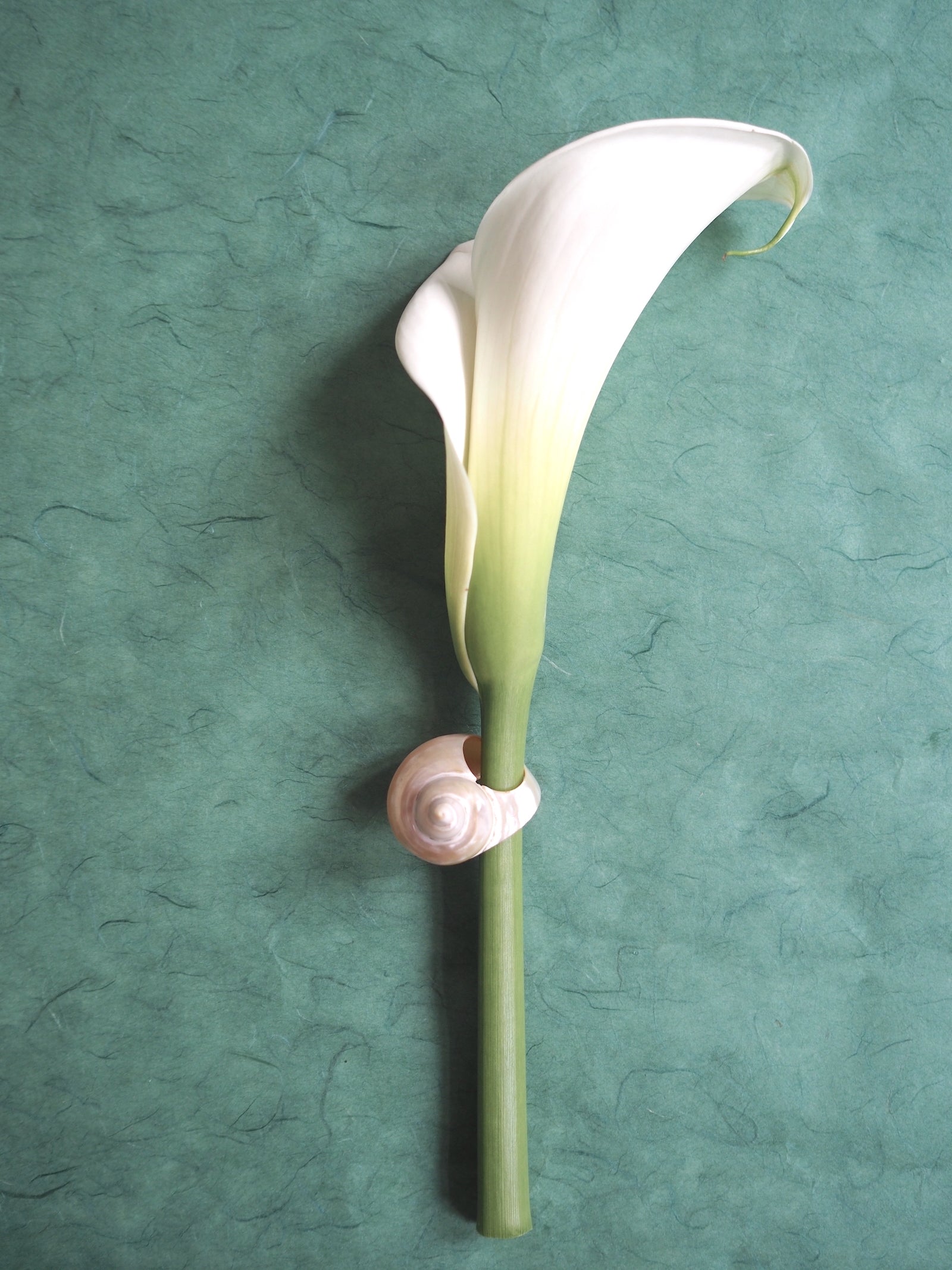 Vintage Shell Ring
